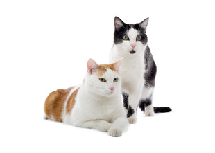 两只可爱猫咪同框