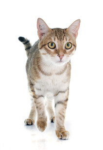 可爱斑纹猫咪行走瞬间