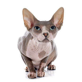 无毛猫蹲坐特写