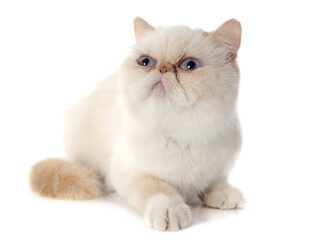 可爱波斯猫乖巧坐姿