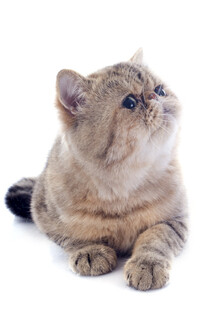可爱猫咪仰头望