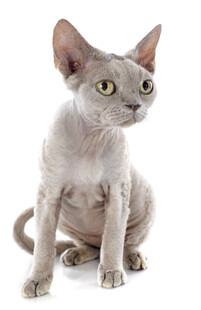 无毛猫端坐
