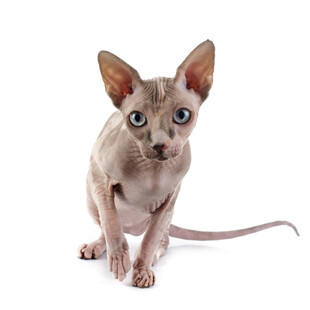 无毛小猫可爱模样