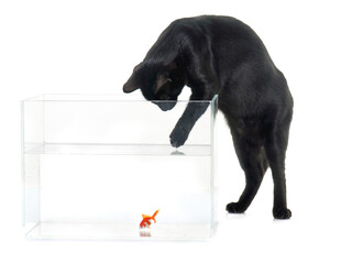 黑猫逗弄玻璃缸内金鱼