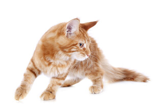 橘色猫咪侧身优雅姿态