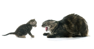 小猫与大猫的互动瞬间