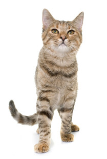 站立的条纹小猫