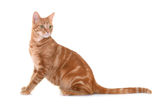 橘色猫咪端坐
