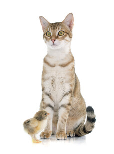 坐姿优雅的条纹猫咪