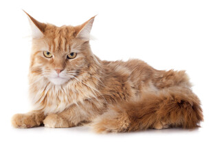 橘色长毛猫安静趴卧