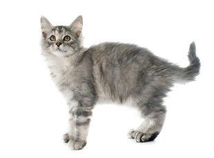 可爱小猫咪站立姿态