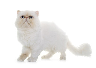 可爱白色波斯猫