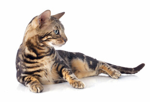 趴着的斑纹猫咪