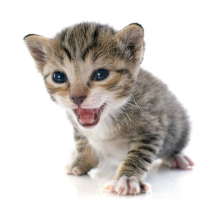 张嘴小猫萌态十足