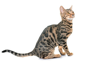 可爱斑纹猫端坐