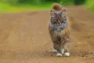 漫步乡间的长毛猫咪