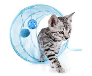 小猫在蓝色滚轮中玩耍