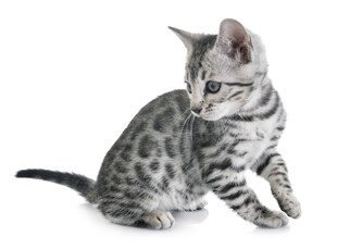 可爱斑纹小猫侧身而坐