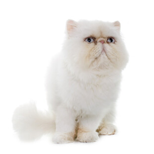 可爱白色波斯猫坐立