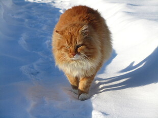 雪地中的长毛猫