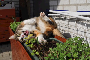 惬意猫咪躺卧绿植间