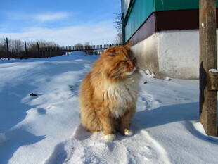 雪地中的长毛猫咪