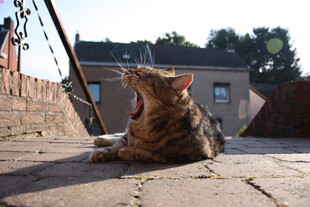 张嘴打哈欠的斑纹猫咪