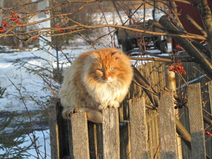 冬日木栏上的慵懒猫咪