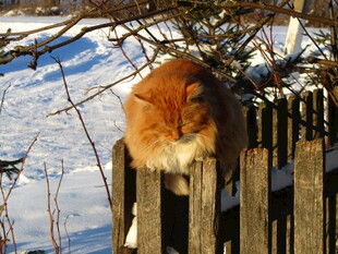 雪中铁栅栏上的橘色猫咪