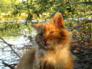 阳光下的长毛橘猫
