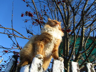 猫咪坐栅栏上眺望蓝天