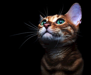 仰望的斑纹猫