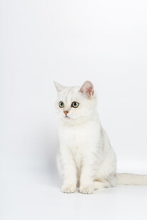 白色萌猫坐立