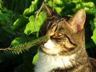 绿荫下的条纹猫咪