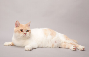 躺卧的可爱双色猫咪