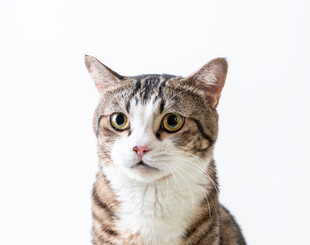 可爱斑纹猫的特写