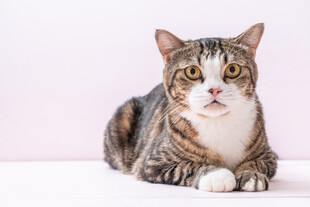 斑纹猫咪趴坐可爱模样