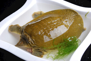 盘中甲鱼