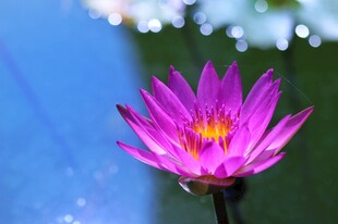 莲花