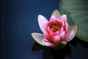 莲花