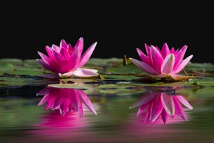 莲花