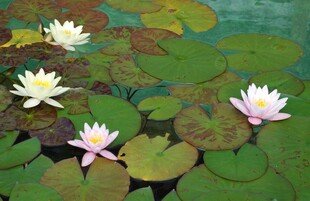 莲花