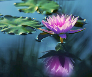 莲花
