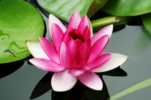 莲花