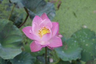 莲花