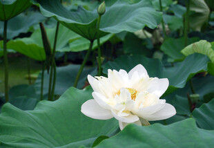 莲花