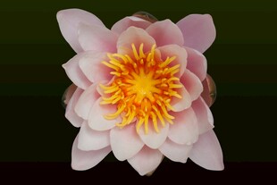 莲花