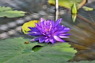 莲花