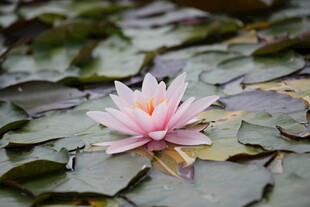 莲花