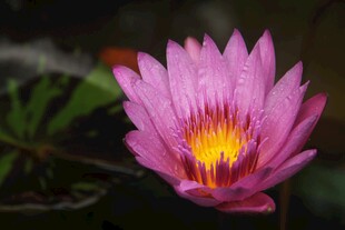莲花